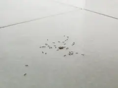 Un grupo de hormigas muy pequeñas se mueve sobre baldosas blancas, algunas juntas, otras dispersas.