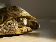 Żółw lądowy, zastanawiający się, ile żyją żółwie, z pancerzem w odcieniach brązu i żółci.