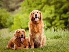 Golden Retriever: czy to naprawdę rasa duża czy średnia?