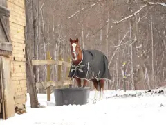 Un cheval qui transpire au repos en hiver, couvert d'une couverture, se tient près d'un abreuvoir dans la neige.