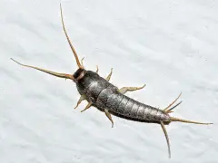 Un pececillo de plata, con sus antenas largas, se arrastra sobre una superficie blanca, buscando algo para comer.