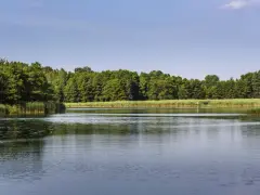 Spokojne jezioro koło Wrocławia otoczone gęstym lasem i trzcinami. Idealne miejsce na relaks.