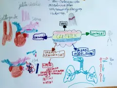 Dziecięcy autorski program nauczania przykład: schemat ciała człowieka z organami, układami i ich funkcjami.