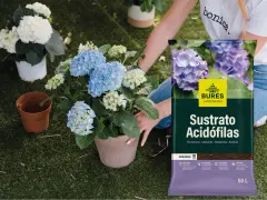 Manos cuidando hortensias azules y blancas. Al lado, un saco de sustrato para plantas acidófilas, ideal para hortensias.