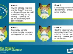 Jak działa obroża Foresto? Skuteczna ochrona przed pasożytami dla psa