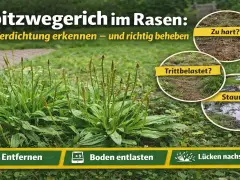 Breitwegerich im Rasen: Verdichtung erkennen und beheben. Bilder zeigen zu harte Erde, Trittbelastung und Staunässe. Tipps: Entfernen, Boden entlasten, Lücken nachsäen.