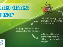 Kleszcz w pralce: Czy przeżyje? Jak go zabić na pewno?