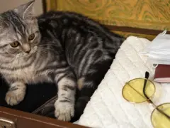 Srebrzysty kot leży w walizce obok okularów, maseczek i paszportu dla kota.