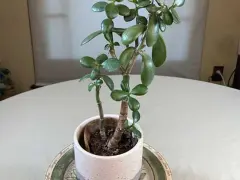 Una planta de jade con hojas carnosas y verdes, en una maceta blanca sobre una mesa.