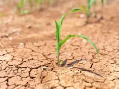Piantina di mais su terreno arido e screpolato, simbolo della lotta per la sopravvivenza in agricoltura.