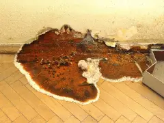 Gros plan sur une mérule, un vice caché dévastateur, qui ronge le parquet et le mur. La moisissure orange et blanche s'étend, signe d'une humidité persistante.
