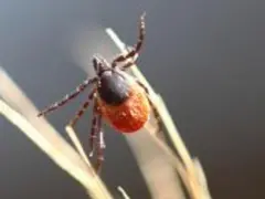 Kleszcz na źdźble trawy, potencjalne zagrożenie boreliozą i fsme immun.