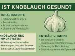Knoblauch ist gesund! Die Grafik zeigt, dass er Schwefelverbindungen, Antioxidantien, Enzyme, Aminosäuren, Vitamine und Mineralstoffe enthält. Er stärkt das Immunsystem und fördert die Durchblutung.