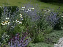 En vacker rabatt med vita solhattar och lila lavendel, perfekt för att plantera blommor. En stenlagd gång leder förbi.