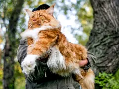 Rudzielec maine coon, majestatyczny kot, którego cena może zaskoczyć. W objęciach opiekuna, na tle leśnej przyrody.