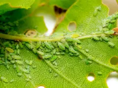 Colonia de pulgones verdes y algunos pulgones amarillos infestan un tallo y una hoja de planta, alimentándose de su savia.