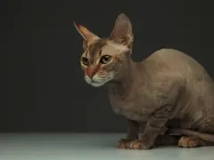 Uroczy kot rasy Peterbald, znany ze swojej unikalnej sierści. Sprawdź kot peterbald cena.