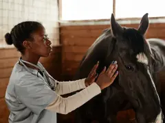Vétérinaire examinant un cheval, peut-être pour une blessure éperon cheval.