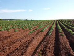 Vasto campo di patate in file ordinate su terreno rossastro. Il terreno fertile suggerisce il miglior concime per patate per una crescita rigogliosa.