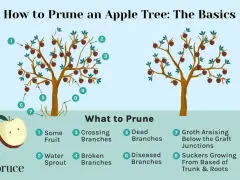 Learn how to prune apple trees by identifying what to cut: water sprouts, crossing branches, dead or diseased limbs, and suckers.