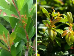 Links: Eukalyptusblätter mit orange-braunen Flecken, Anzeichen von Pilzbefall. Rechts: Gesunde, glänzende junge Blätter.