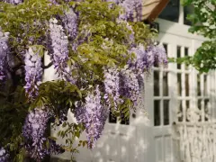 Cascada de glicina morada adorna una casa blanca. La glicina planta propiedades medicinales y decorativas.