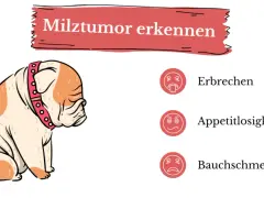 Smutny buldog z obrożą, obok ikony symbolizujące wymioty, brak apetytu i ból brzucha – objawy nowotworu śledziony.