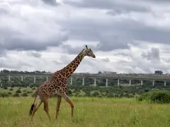 Długa szyja żyrafy na tle miasta i wiaduktu w parku narodowym Nairobi.
