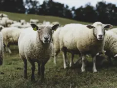 Eine Herde Schafe auf einer grünen Wiese. Ein Schaf blickt direkt in die Kamera, seine Ohren mit gelben Ohrmarken sind sichtbar. Die Tiere sind mulesing free.