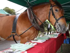 Un majestueux cheval de trait, harnaché, se tient près d'une table couverte de brochures.