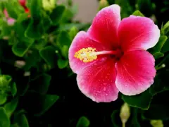 Piękny, różowy hibiskus domowy z żółtym środkiem, ozdobiony kroplami rosy, otoczony zielonymi liśćmi.