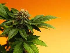 Planta de cannabis con cogollos y hojas verdes, mostrando la fuente natural de cannabinoides en el cuerpo.