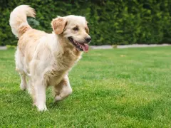 Złoty retriever na trawniku. Jak nauczyć psa, co zrobić żeby psy nie załatwiały się na trawniku, by trawnik pozostał piękny.