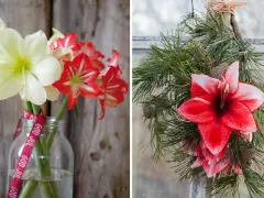 Vänster: snitt amaryllis i en glasflaska med "God Jul"-band. Höger: snitt amaryllis i en julkrans av granris.