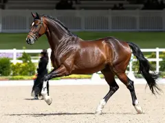 Un magnifique cheval bai, aux crins noirs, effectue un mouvement gracieux sur le sable. Un cheval AES, prêt pour la compétition.