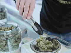 Persona toma cogollos de cannabis con pinzas para pesarlos. Descubre los fumar cbd beneficios.