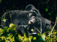 Górale górscy, z czego słynie Uganda, w gęstwinie zieleni.