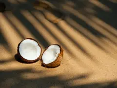 Połówki kokosa na piaszczystej plaży w cieniu liści palmowych.