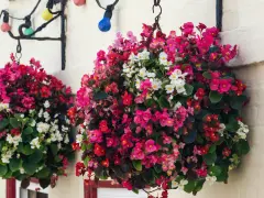 Bunte Begonien schmücken den Balkon. Hängende Körbe voller roter, pinker und weißer Blüten leuchten vor der Hauswand.