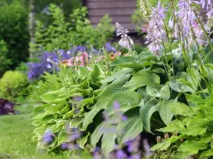 En lummig trädgård med frodiga blad och lila blommor. En perfekt plats att plantera perenner för en vacker sommar.