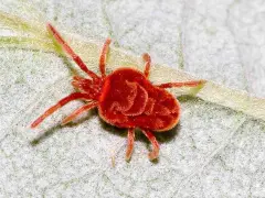 Un piccolo ragnetto rosso, con il corpo peloso, si muove su una foglia di piante.