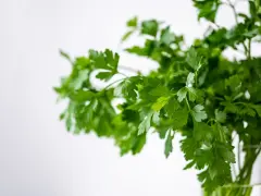 Pęczek świeżej kolendry, aromatycznej przyprawy, w szklanym naczyniu na jasnym tle.
