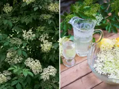 Fläderträd i full blom. Bredvid en karaff med fläderblomsaft, ett glas och en skål med fläderblommor och citroner.