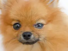 Pomeranian z zapaleniem spojówek u psa, widoczne zaczerwienienie i wydzielina w kąciku oka.