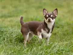 Mały, brązowo-biały piesek rasy chihuahua stoi na zielonej trawie, gotowy do zabawy.