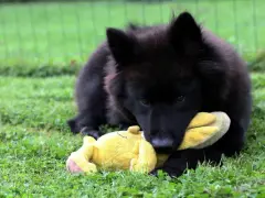 Czarny szczeniak rasy eurasier bawi się żółtą zabawką na trawie. Zastanawiasz się nad eurasier cena?