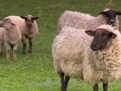 Un gruppo di pecore Ile de France pascola su un prato verde. Le loro lane sono folte e color crema, con teste scure.