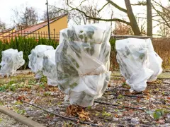 Plants are wrapped in white fabric, tied with twine, showing how to protect plants from frost.