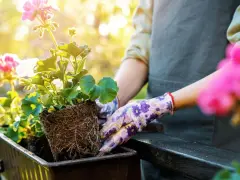 Hände in Blumenhandschuhen pflanzen Geranien in einen Balkonkasten. Die Balkonpflanzen sonne genießen.