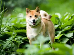 Uśmiechnięty shiba inu w zieleni. Ile żyje taki piesek? Średnio 12-15 lat, ale zależy od wielu czynników.